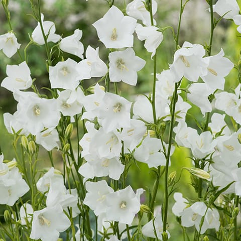 Campanula persicifolia 'Grandiflora Alba' - Blanco
