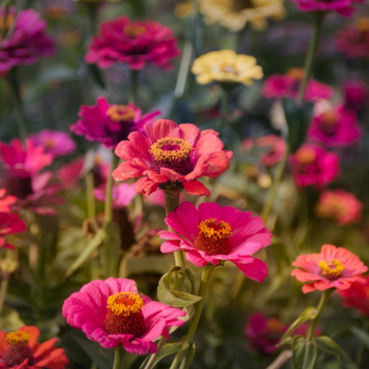 Semillas Zinnia