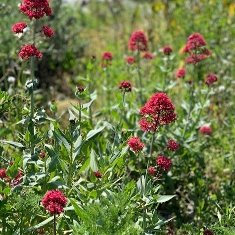 Centranthus ruber