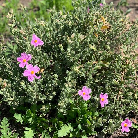 Cistus albidus - Rosado
