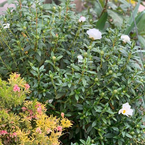 Cistus monspeliensis