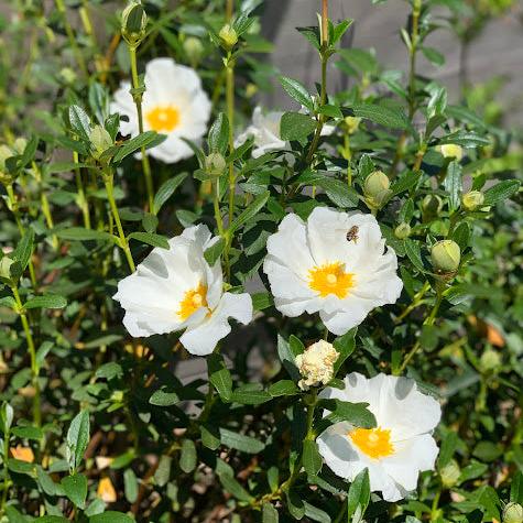 Cistus monspeliensis
