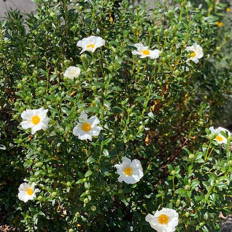Cistus monspeliensis