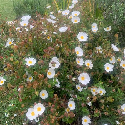 Cistus salviifolius