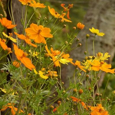 Semillas Cosmos