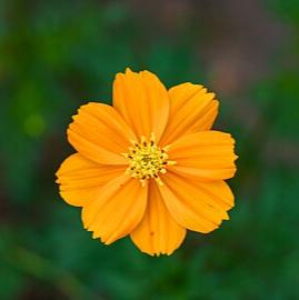 Semillas Cosmos