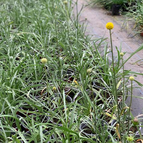 Craspedia globosa
