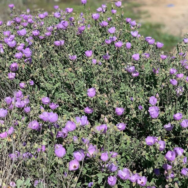 Cristaria glaucophylla - Rosado