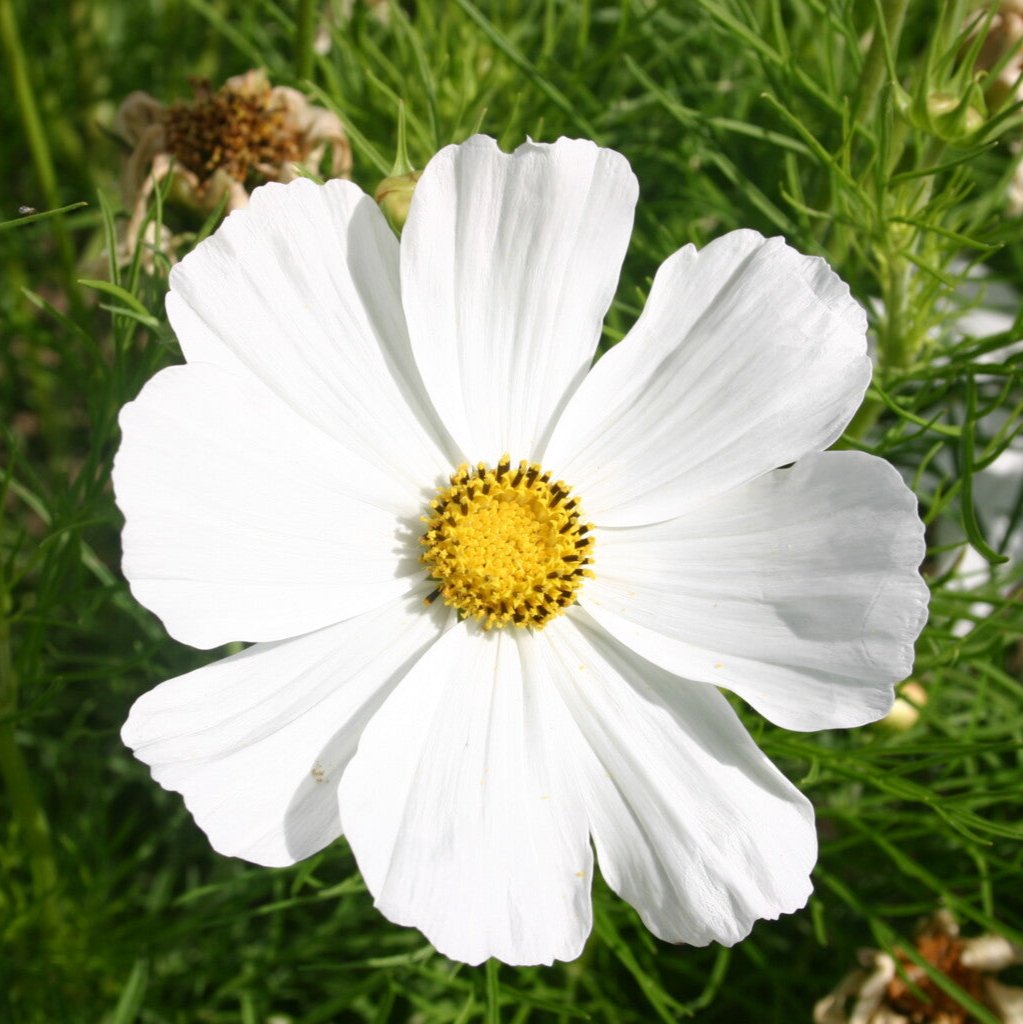 Semillas Cosmos Sensation Purity