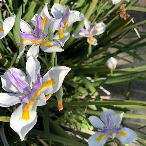 Dietes iridioides - Blanco