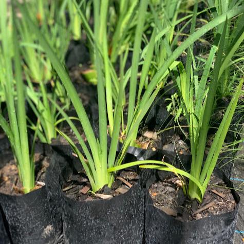 Dietes iridioides