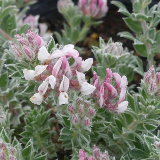 Dorycnium hirsutum