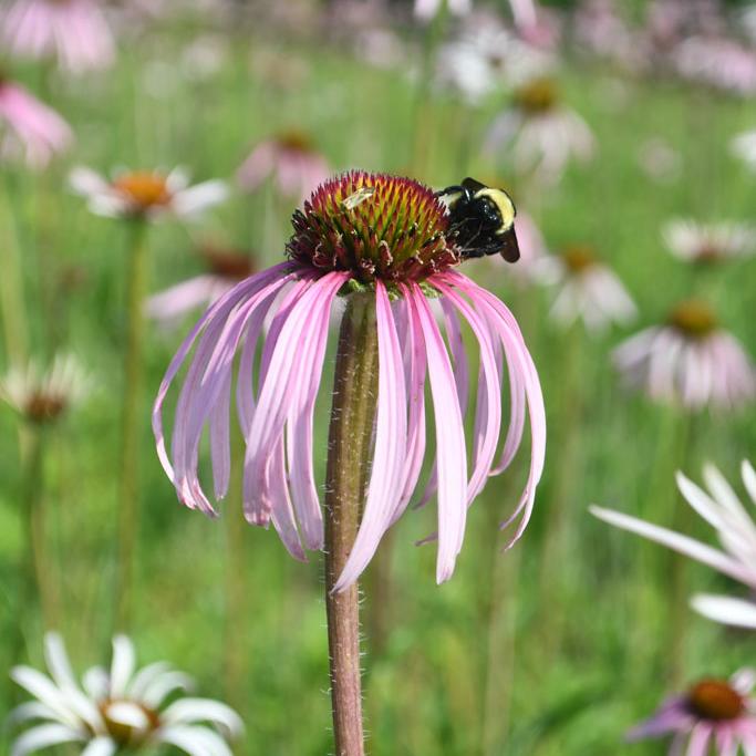 Echinacea pallida
