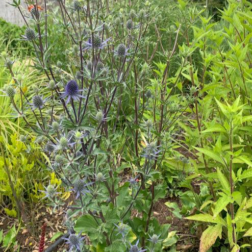 Eryngium planum - Azul
