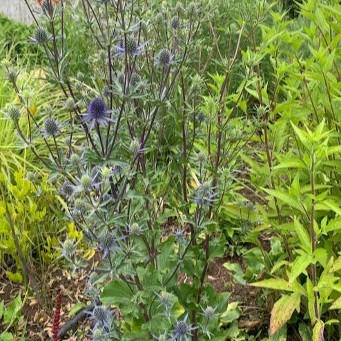 Eryngium planum