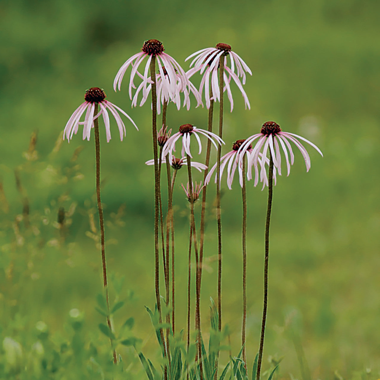 Semillas Echinacea Pallida