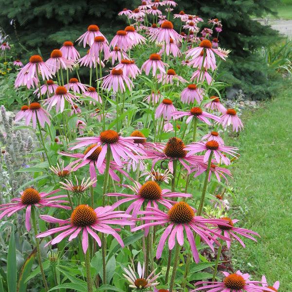 Echinacea purpurea