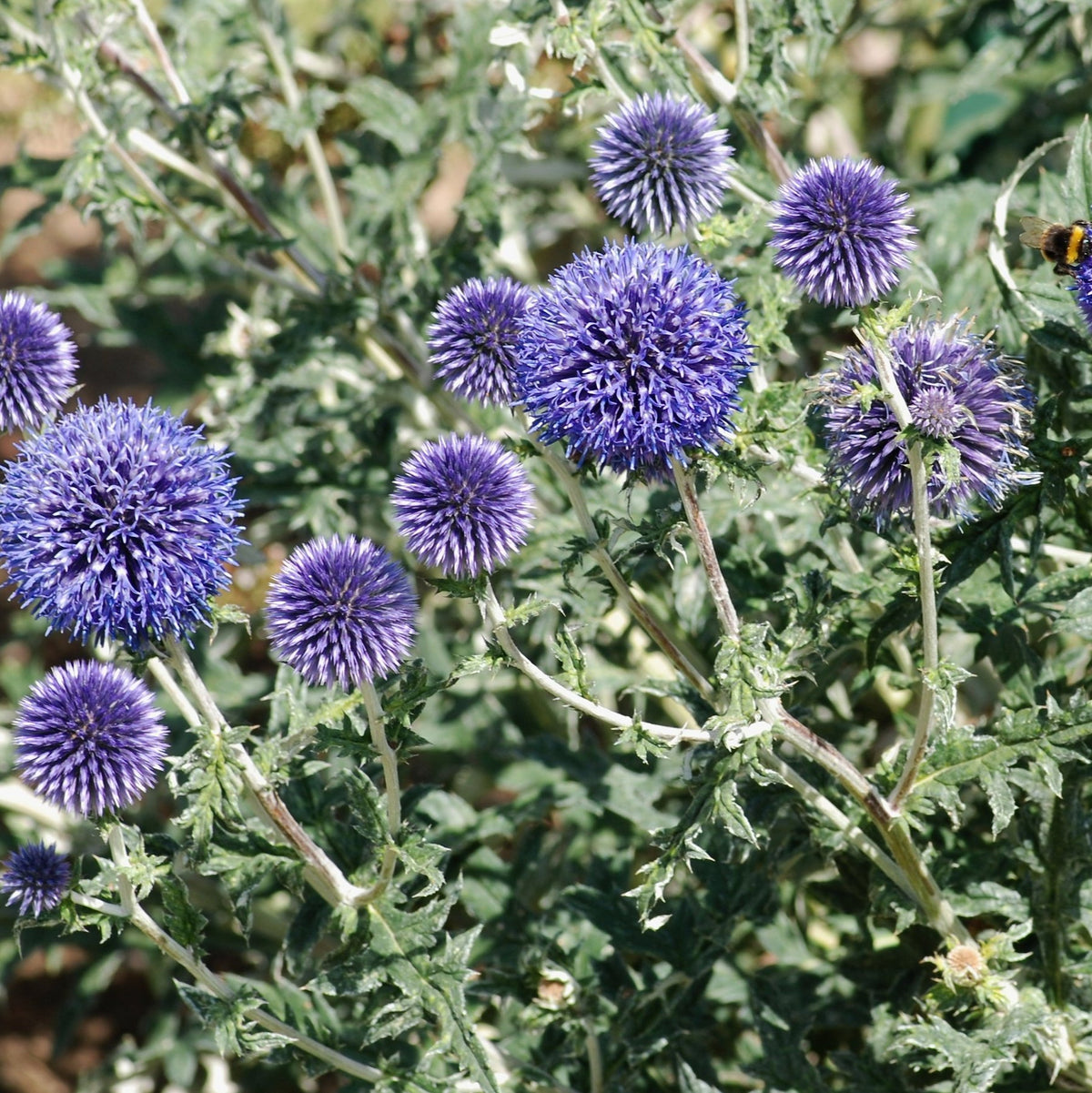 Echinops ritro - Azul