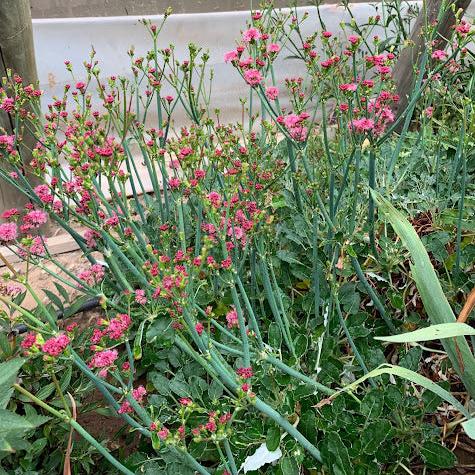 Eriogonum rubescens