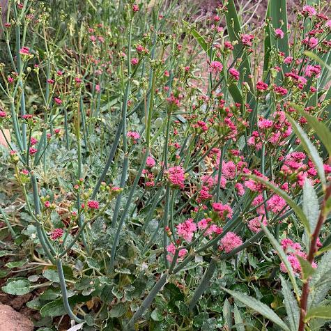 Eriogonum rubescens- Trigo sarraceno