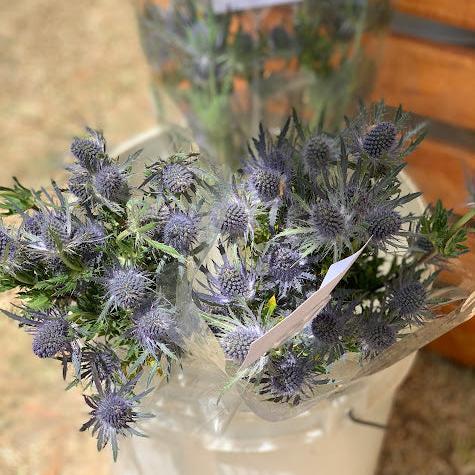 Eryngium planum
