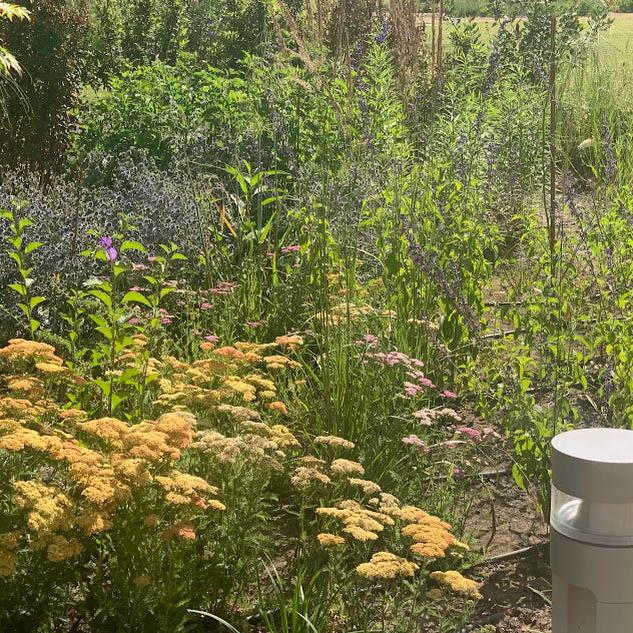 Eryngium planum