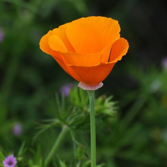 Semillas Dedal de Oro Naranjo