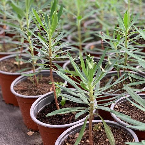 Euphorbia characias