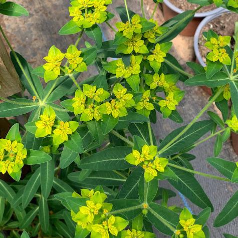 Euphorbia corallioides - Amarillo