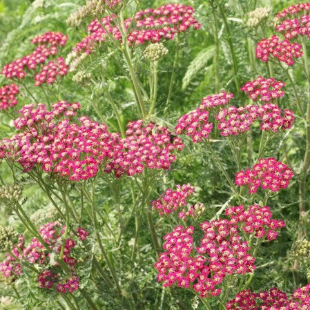Semillas Achillea Rubra