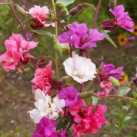 Semillas Clarkia