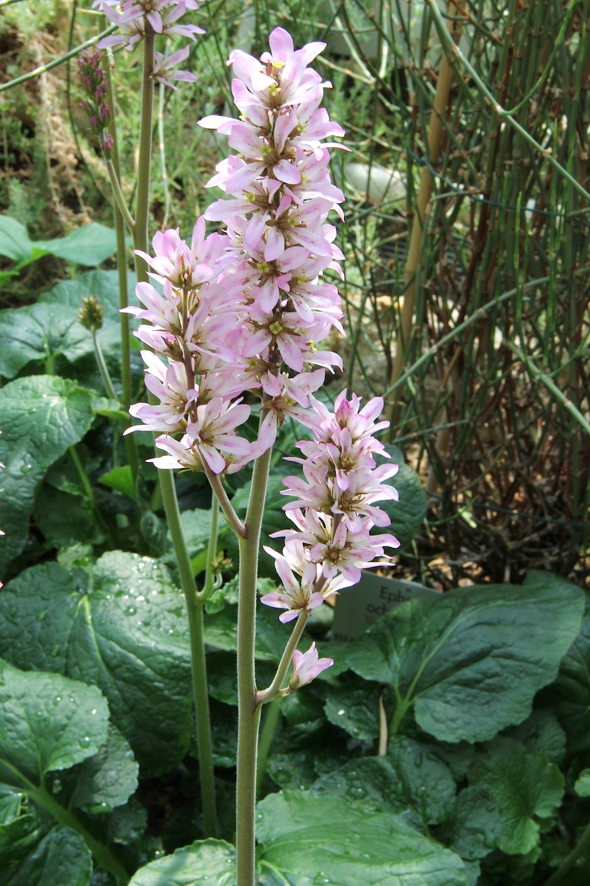 Francoa appendiculata - Rosado