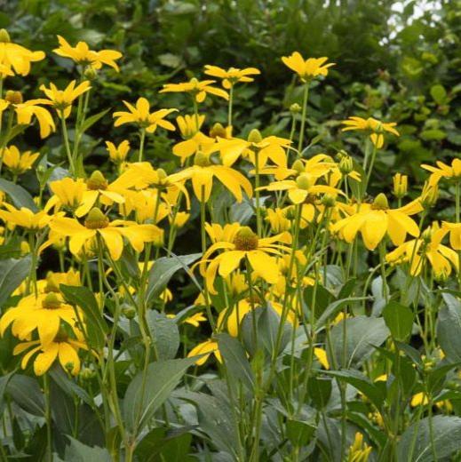 Rudbeckia laciniata - Amarillo