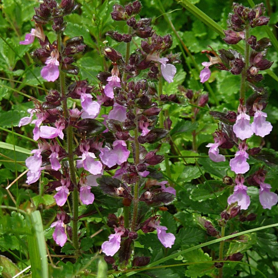 Teucrium chamaedrys - Fucsia