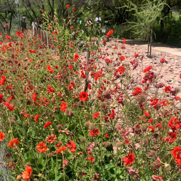 Geum chiloense rojo