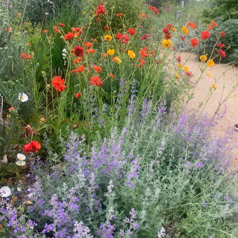 Geum chiloense rojo
