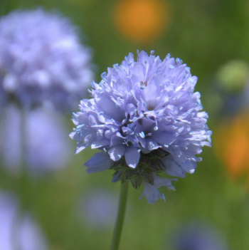 Semillas Gilia Globo
