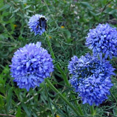 Semillas Gilia Globo