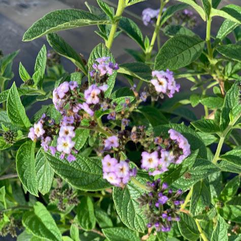 Heliotropium arborescens - Azul