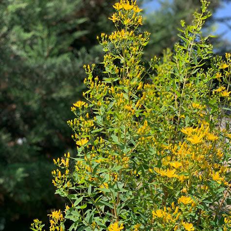 Hypericum arbustivo - Amarillo