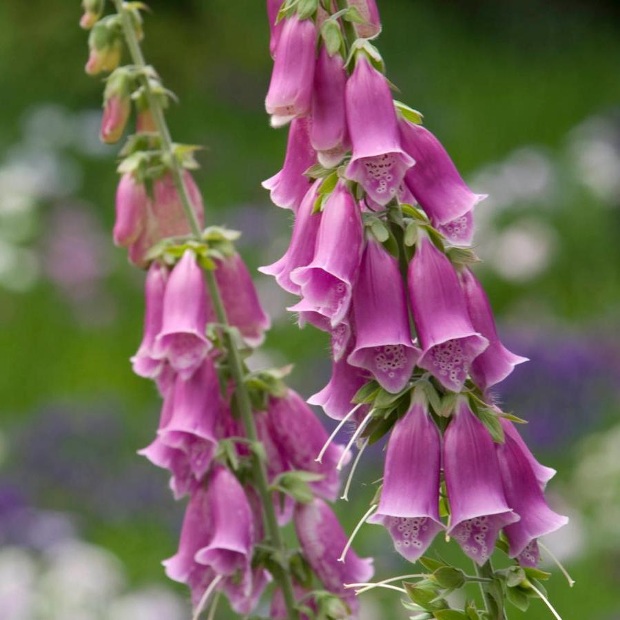 Digitalis spp - Rosado