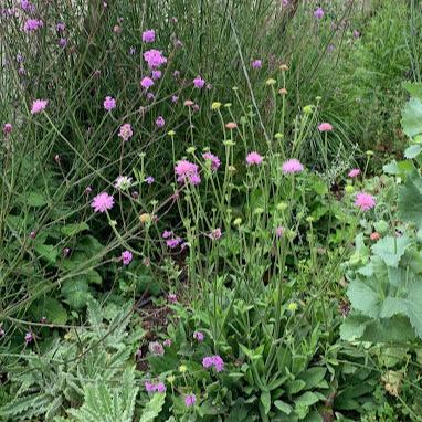 Knautia macedonica
