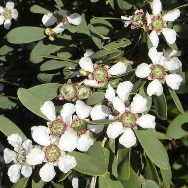 Leptospermum laevigatum - Blanco