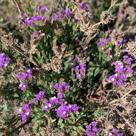 Limonium sinuatum - Azul