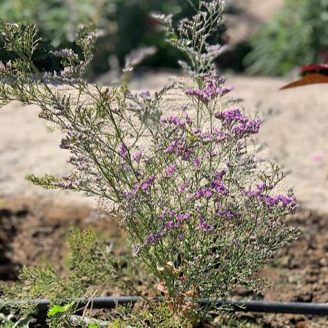 Limonium tataricum - Azul