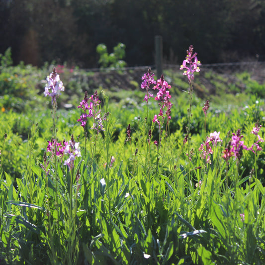 Semillas Linaria
