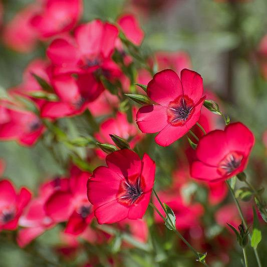 Semillas Lino Rojo