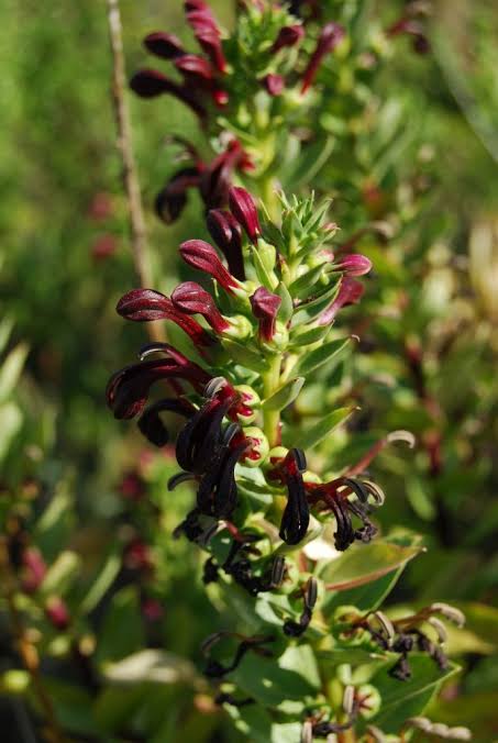 Lobelia polyphylla - Rojo