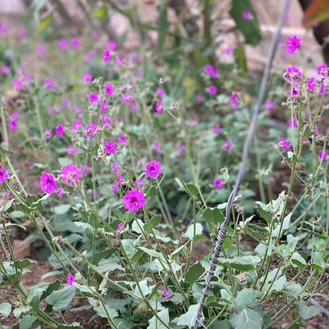 Mirabilis ovata