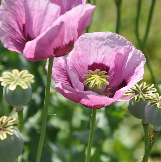 Semillas Amapola Lila